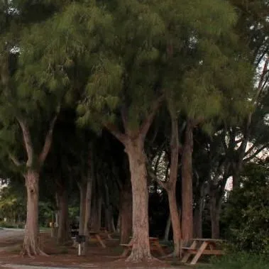 thumbnail for publication: Casuarina spp.: Australian-Pine